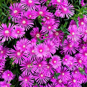 マツバギク,マツバギク,マンション,お花好きのオーナーさんの画像