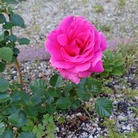 観葉植物,地植え,花壇,ガーデニング,おうち園芸の画像