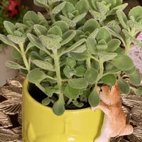 アロマティカス,観葉植物,ありがとう♡,ワンワン祭り,放ったらかし隊の画像