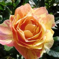薔薇 ポールセザンヌ,鉢植え,ガーデニング,花のある暮らし,バラのある暮らしの画像