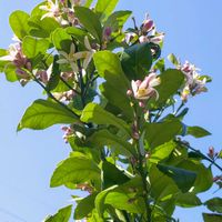 レモン,レモン,レモン の花,レモン の花,モコの散歩道の画像