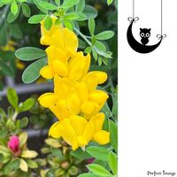 エニシダ,ビタミンカラー,鮮やか ,ウォーキングの楽しみの画像