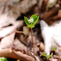 ヒトリシズカ,山野草,多年草,草本,在来種の画像