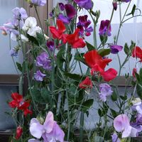 スイートピー,スイートピー,我が家のお花,おうち園芸の画像