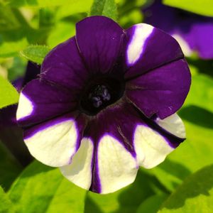 ペチュニア・いちまつ,鉢植え,花のある暮らし,植物のある暮らし,植中毒の画像