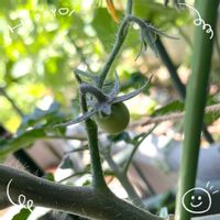 カラー,ミニトマト,ムラサキカタバミ,源平枝垂れ桃,オリヅル蘭の画像