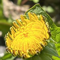 タンポポ,黄色の花,今日も元気で,今日も笑顔で♡,花を通じて愛と平和をの画像
