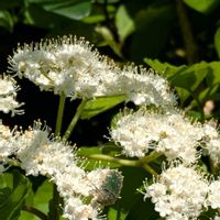ガマズミ,優曇華の花,蕊好き,池堀街道,虫っこさんと植物の画像