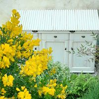 エニシダ,DIY,お花のある生活,元気もらえる,美しい花の画像