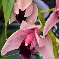シンビジウム,感謝,花のある暮らし,いつまでも,き　れ　い❤の画像