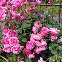 ガジュマル,胡蝶蘭,薔薇,デンドロビューム,アボカド鉢植えの画像
