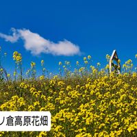 菜の花の画像