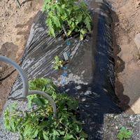 クレオメ,緑のある暮らし,トマト栽培,人にやさしく,家庭菜園の画像