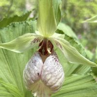 クマガイソウ,山野草,花散歩,癒しの時間,赤城自然園の画像