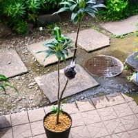 コルジリネ,コルディリネ,観葉植物,植え替え,取り木の画像