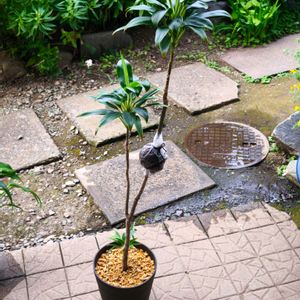 コルジリネ,コルディリネ,観葉植物,植え替え,取り木の画像