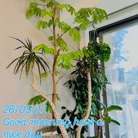 エバーフレッシュ,ワイルド,森林浴,熱帯植物,癒しの空間の画像