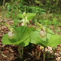 シラネアオイ,クマガイソウ,山野草,花のある暮らし,今日のお花の画像