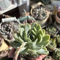 多肉,白雲,多肉植物,エケベリア属,ベランダガーデンの画像