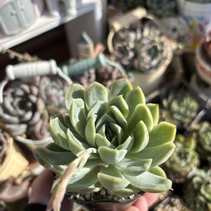 多肉,白雲,多肉植物,エケベリア属,ベランダガーデンの画像