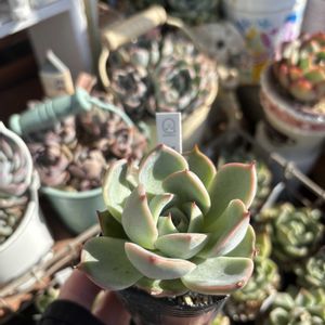 多肉,チワワエンシス×白雪姫,多肉植物,エケベリア属,ベランダガーデンの画像