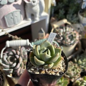 多肉,多肉植物,エケベリア属,ベランダガーデン,うぐいすの画像