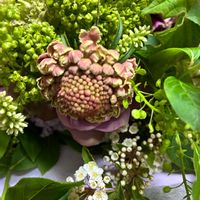 スカビオサ,バラマチルダ,バラマチルダ,秋色　紫陽花,嫁からの画像