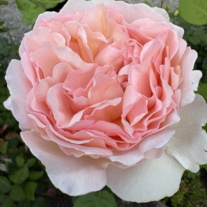 バラ,バラ,バラ プリンセスシャルレーヌドゥモナコ,バラ プリンセスシャルレーヌドゥモナコ,薔薇  プリンセスシャルレーヌドゥモナコの画像
