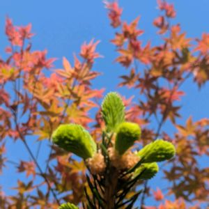 イロハモミジ,モミの木の画像