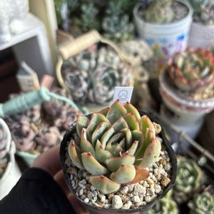 多肉,Babe you,多肉植物,エケベリア属,ベランダガーデンの画像