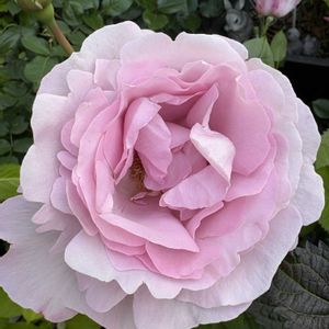 バラ,バラ,バラ エモーション・ブルー,バラ エモーション・ブルー,花のある暮らしの画像