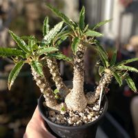 ビザール プランツ,塊根植物,ベランダー,ドルステニア,ビザールプランツの画像
