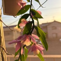 デンドロビウム,アダストラ　ビッグ　ピック,アダストラ　ビッグ　ピック,香りの画像