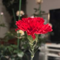 カーネーション,母の日,一輪,お花は癒しの画像