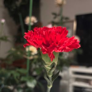 カーネーション,母の日,一輪,お花は癒しの画像