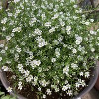 カスミソウ,鉢植え,可愛い,和む,花のある暮らしの画像
