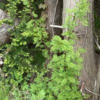 山椒,サンショウ,山野草,野草,葉っぱ好きの画像