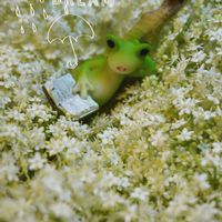 エルダーフラワー,エルダーフラワー,ハーブ,カエル,植物にありがとう♡の画像