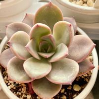 ティンカーベル,多肉植物,エケベリア属,多肉中毒,タニラーの画像