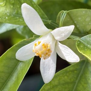 柚子,ガーデニング,花のある暮らし,実のなる木,ナチュラルスタイルの画像