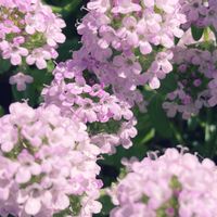 タイム,春の草花,陽を浴びて,庭の画像
