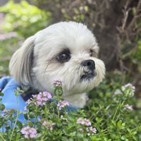 タイムロンギカウリス,グランドカバー,花のある暮らし,癒し…♡,お花とわんこの画像