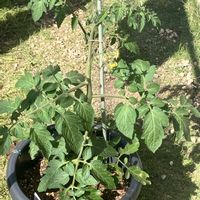 ミニトマト,家庭菜園の画像