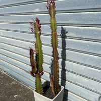 ユーフォルビア属,多肉植物,塊根植物,コーデックス,珍奇植物の画像