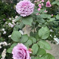 シラン,バラ,飛騨高山,青い花マニア,ありがとう♡嵐♡の画像