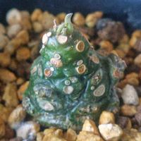 サボテン,ドルステニア・フォエチダ,ジャケツイバラ,多肉植物,塊根植物の画像