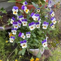 ダールベルグデージー,ビオラ,オルレア,ヒルザキツキミソウ（昼咲き月見草）,寄せ植えの画像