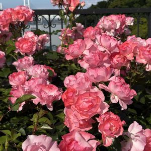 バラ,バラ,散歩,自然,花散歩の画像