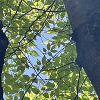 ケヤキ,#最前線のあなたへ,明日はきっと良い日になる,今日を良い日に,愛鳥週間の画像