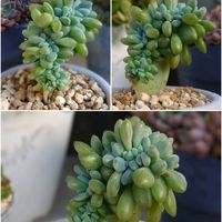 オーガスタ,クレムネリア エクスパトリアータ,多肉植物,育てやすい多肉植物,多肉植物寄せ植えの画像